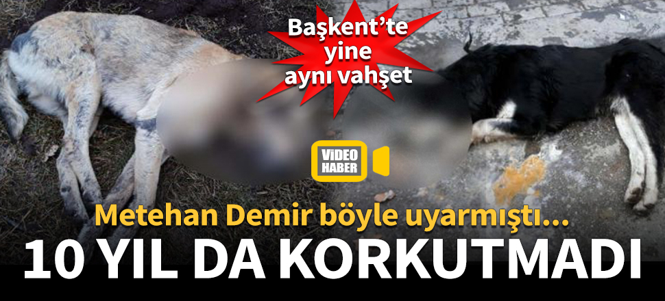 Ankara'da 20 sokak hayvanı zehirlenerek öldürüldü
