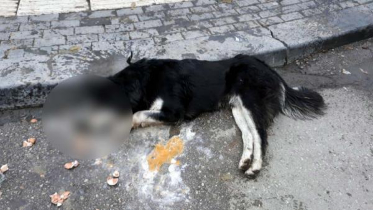 Ankara'da 20 sokak hayvanını kasap zehirlemiş