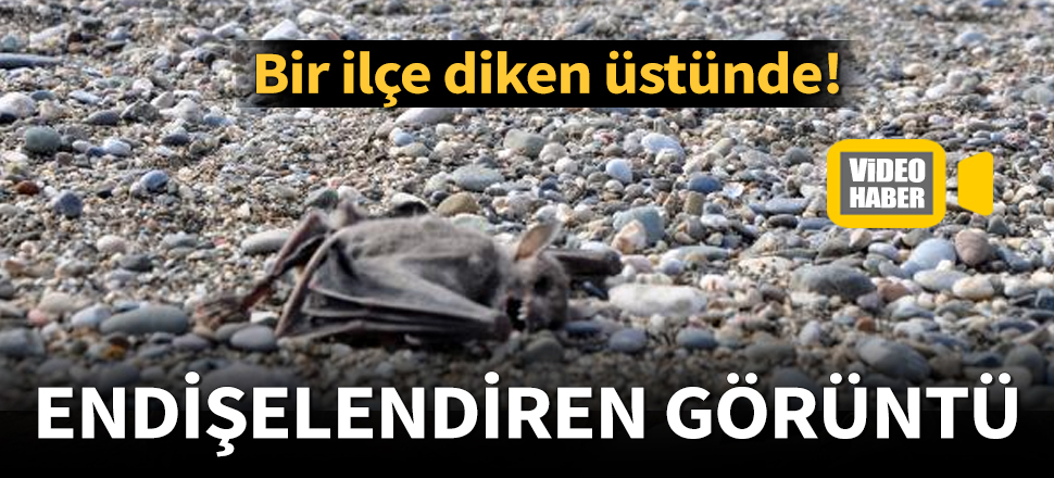 Bir ilçe diken üstünde! Farklı noktalarda bulunan 2 yarasa ölüsü vatandaşları korkuttu