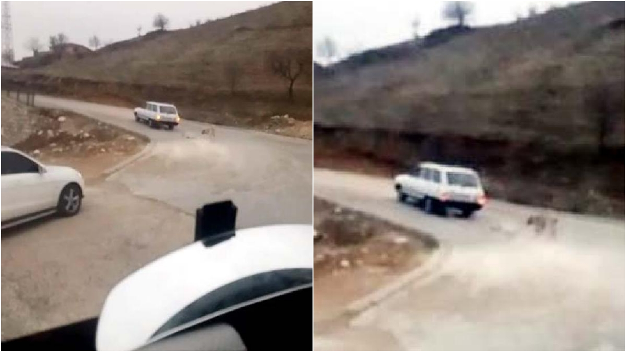 Vicdansız! Köpeğini aracının arkasına zincirledi