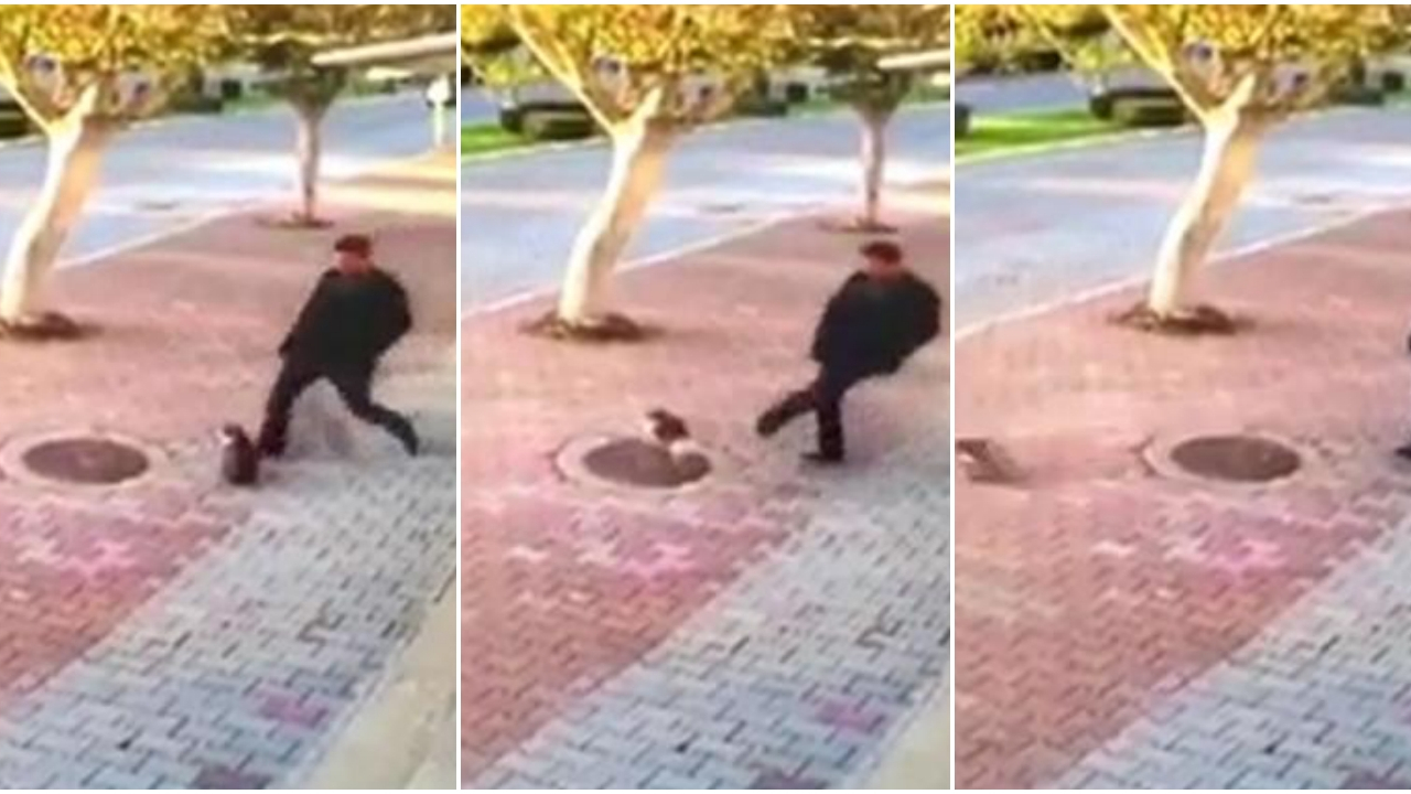 Durduk yere marketin önündeki kedilere tekme attı