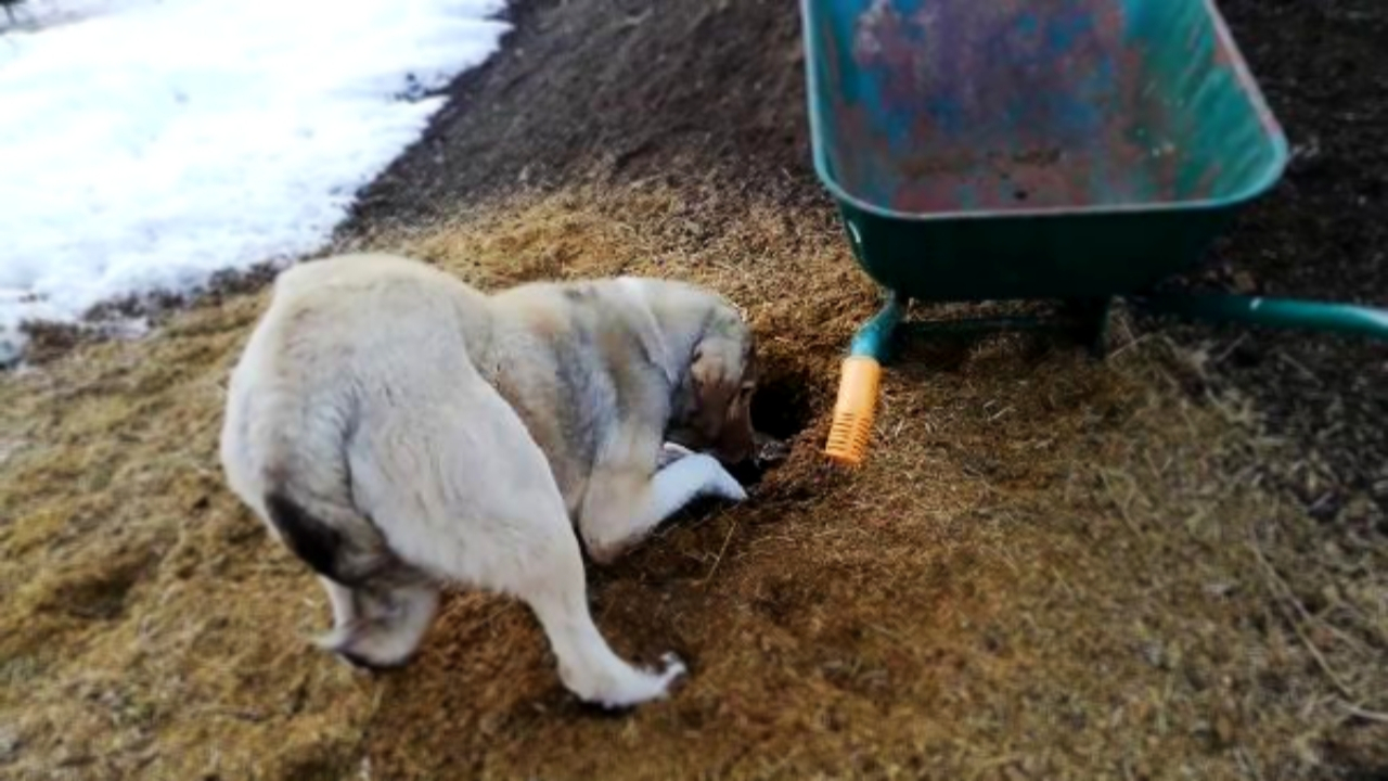 Köpek, ölen yavrusunu böyle gömdü