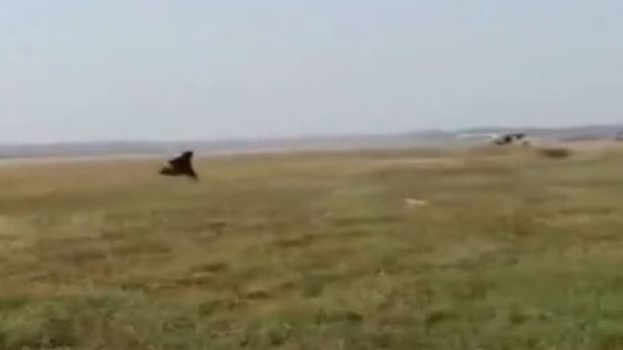 Piste giren maymunları ayı kostümüyle kovaladı!