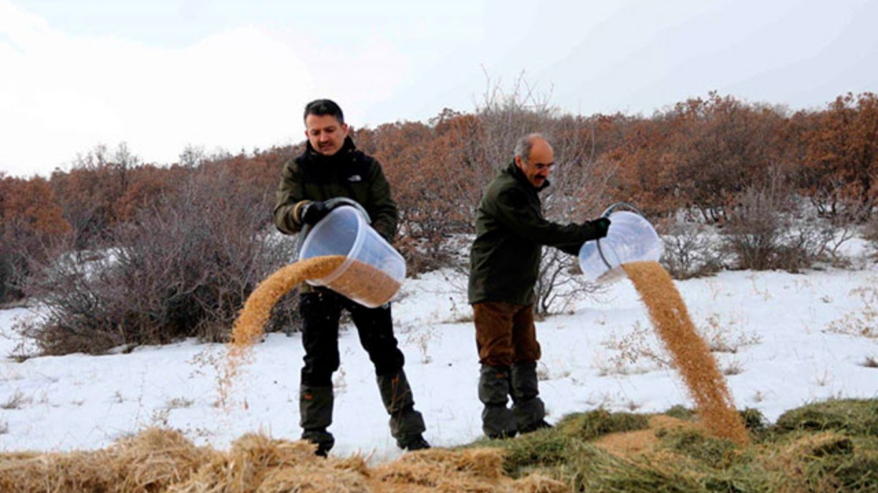 Bakan Pakdemirli, yaban hayvanları için doğaya yem bıraktı