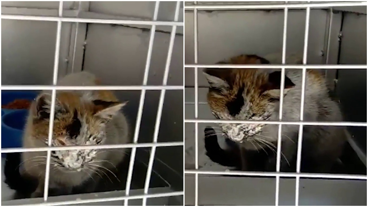 AFAD'dan depremzede kedi paylaşımı