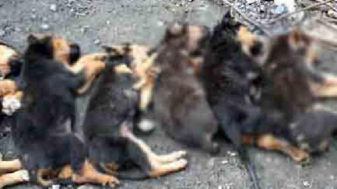 Zonguldak'ta yavru köpekleri zehirleyip öldürdüler
