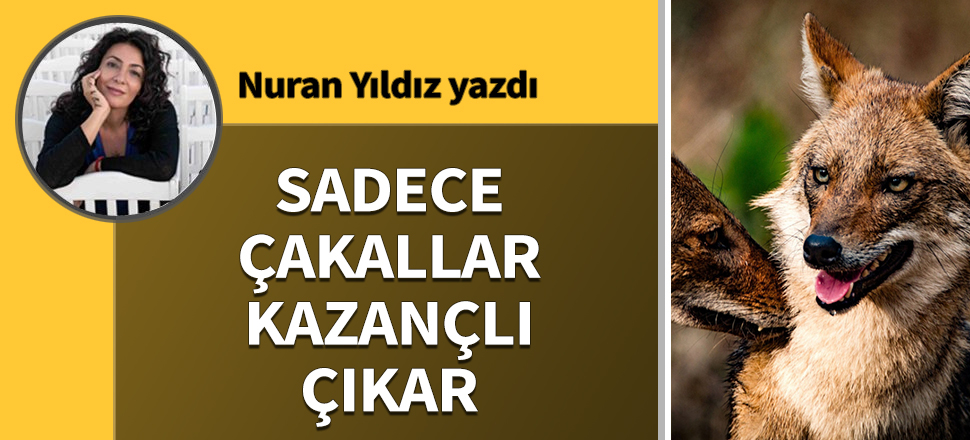 Sadece çakallar kazançlı çıkar