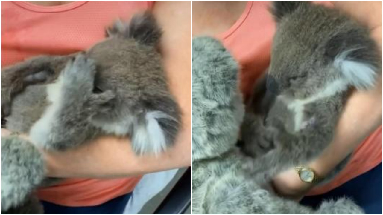 Oyuncak ayıyı annesi sanan öksüz koala