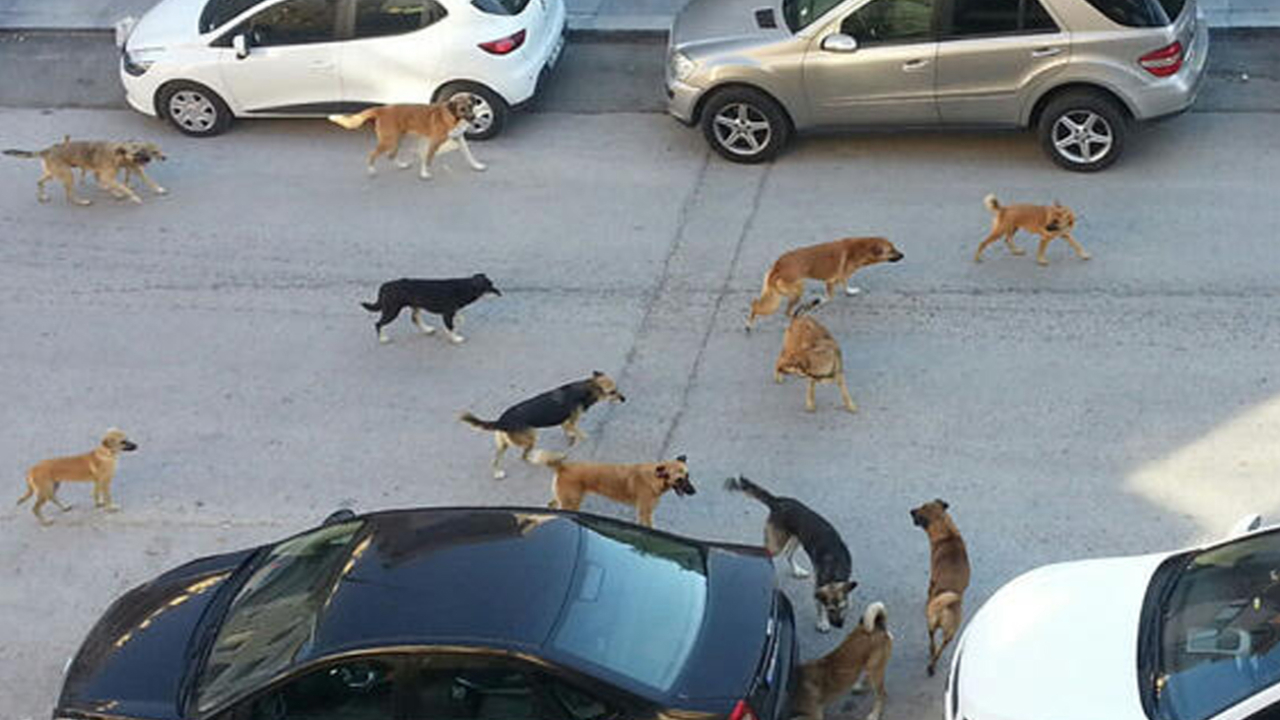Ankara'nın başıboş sokak köpeği sorunu! Belçika ataşesine sokak köpekleri saldırdı