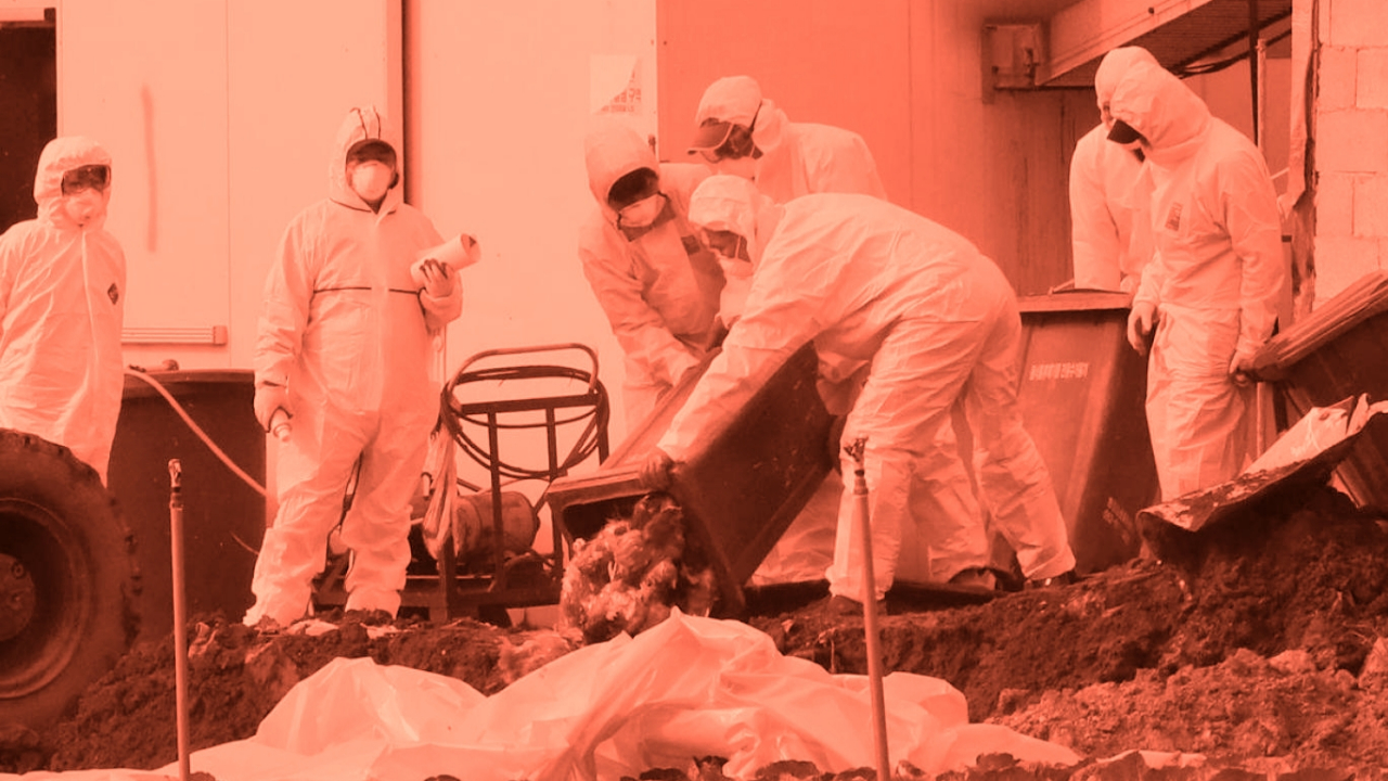 Avrupa'nın kalbinde kuş gribi yeniden hortladı