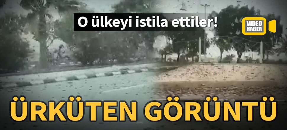 Suudi Arabistan’da çekirge istilası