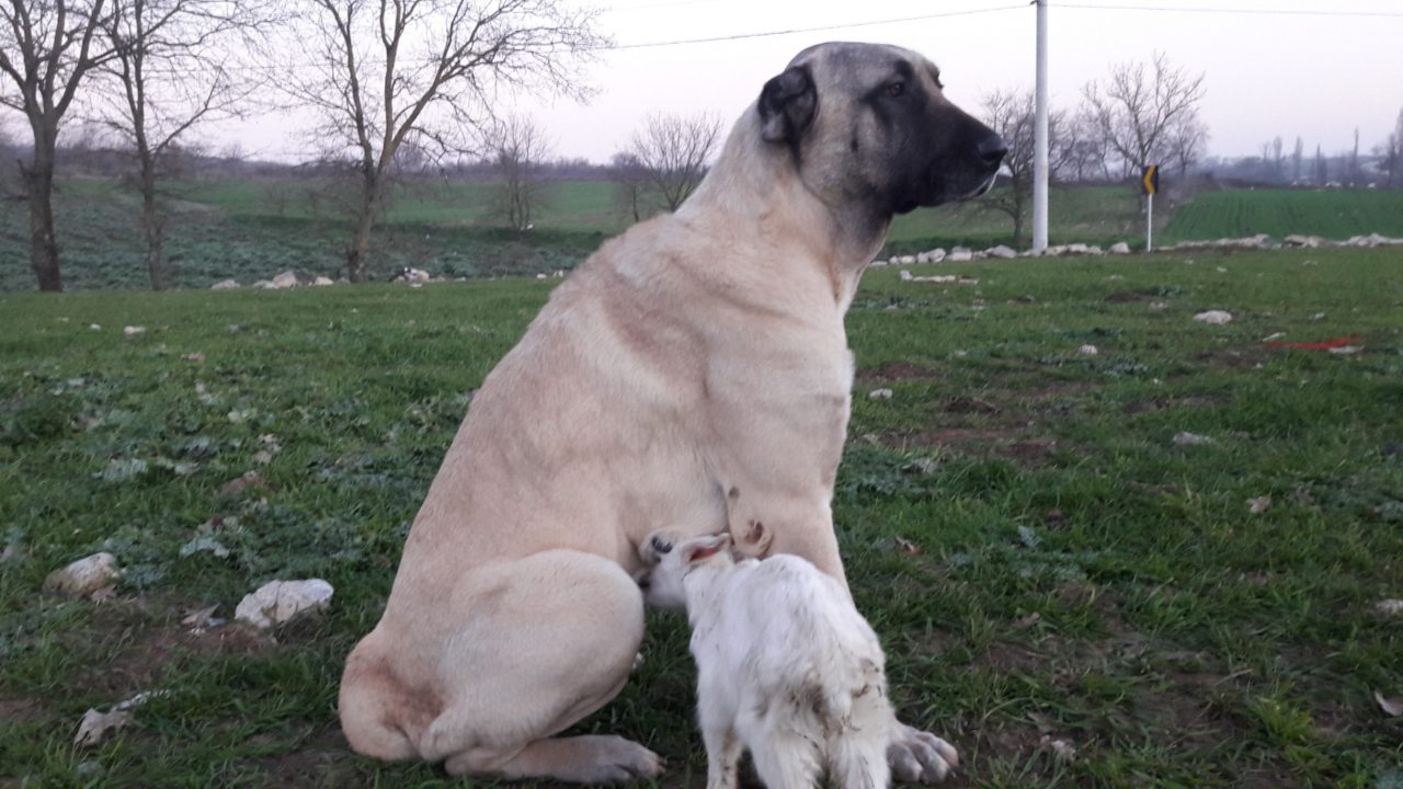 Yavru keçiye annelik yapıyor
