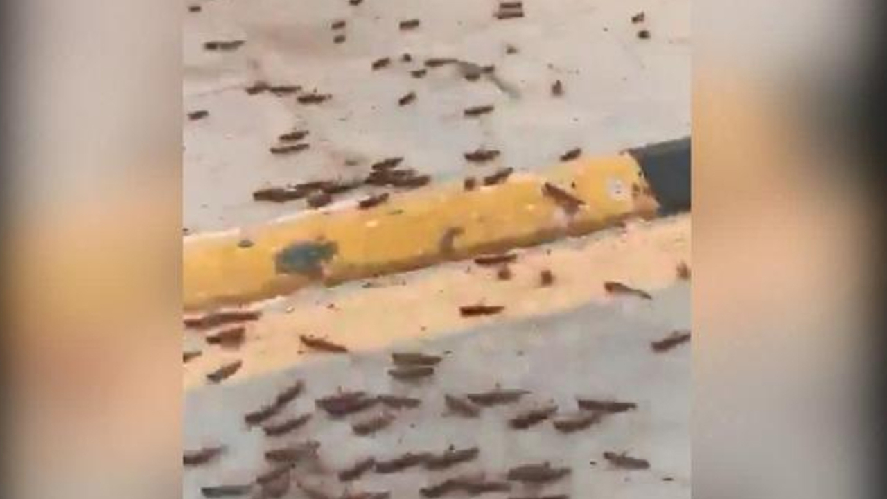 Suudi Arabistan’da çekirge istilası