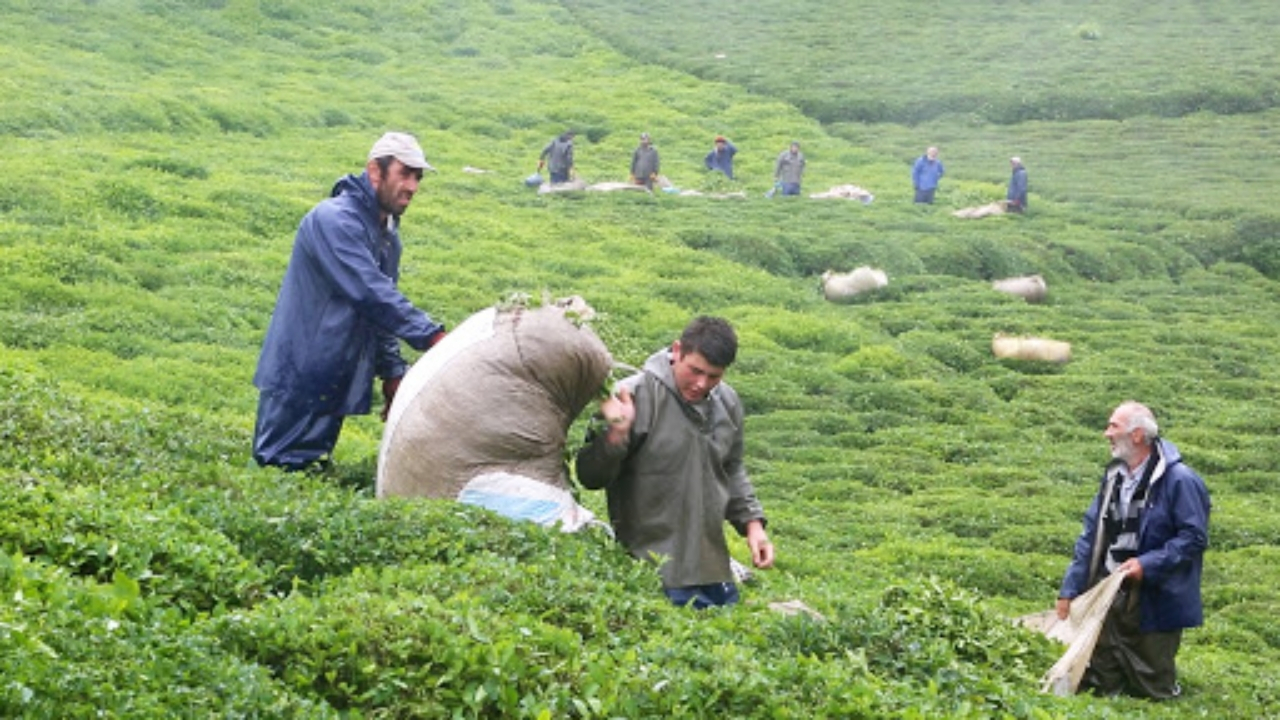 ÇAYKUR, 760 işçi alacağını duyurdu