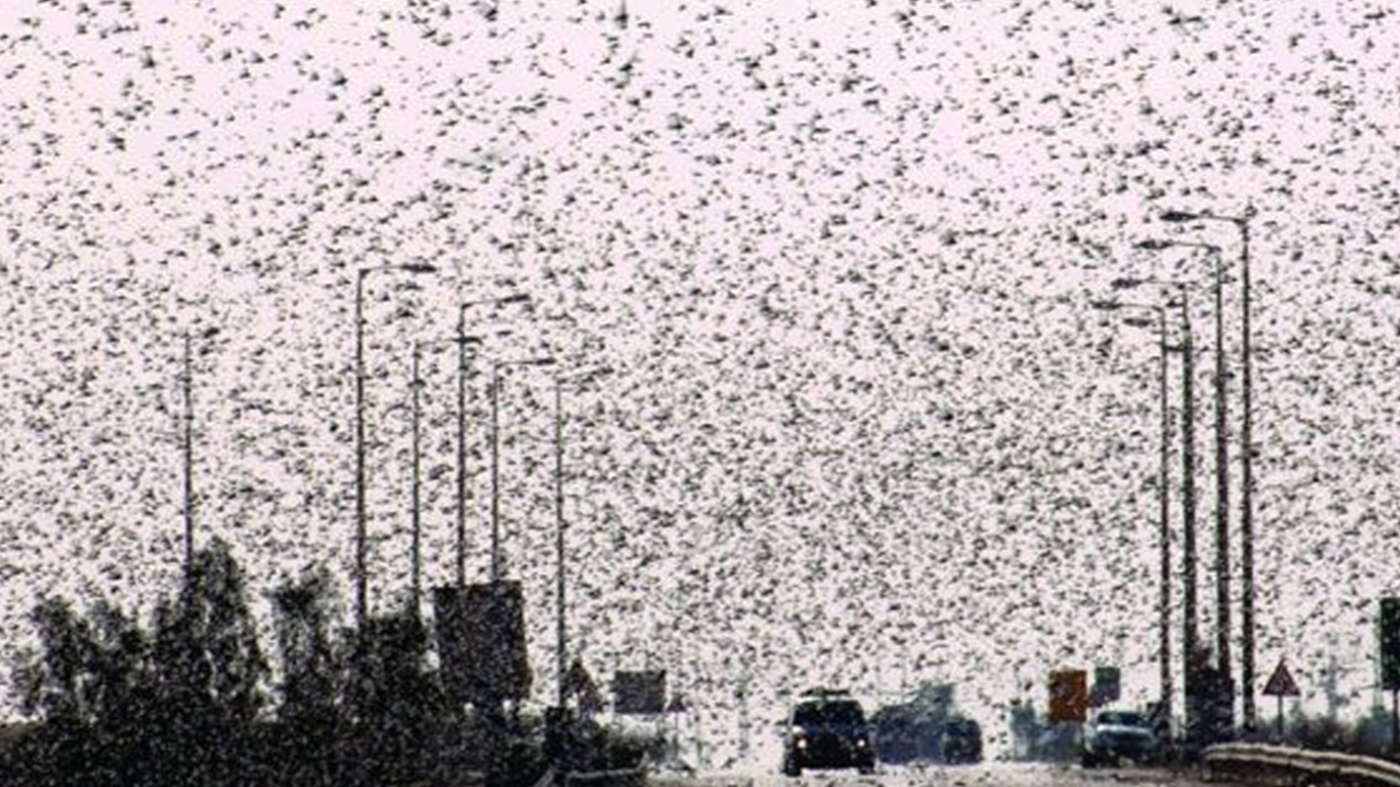 Felaket üstüne felaket: Afrika'dan havalanan çekirgeler Çin'e gidiyor