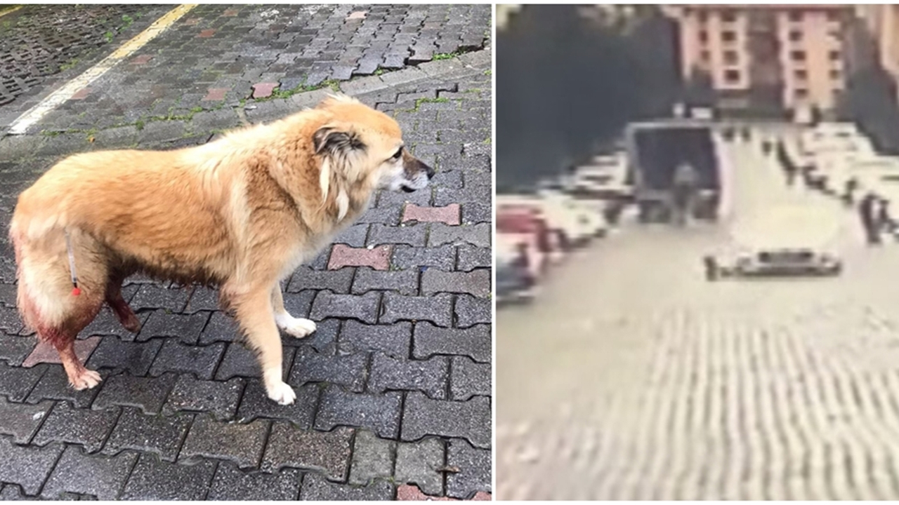 Köpeğe çarpıp böyle kaçtı...