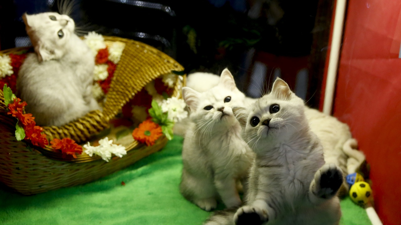 Binlerce kedi bu fuarda buluştu...