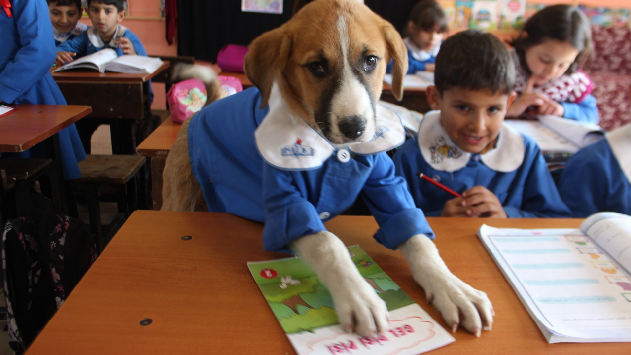 Fındık'ın cenaze programı belli oldu