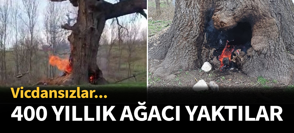 400 yıllık çınar ağacını yaktılar!
