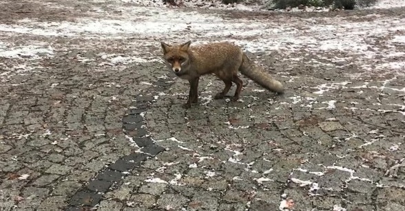 İstanbul'un göbeğinde tilki şoku!