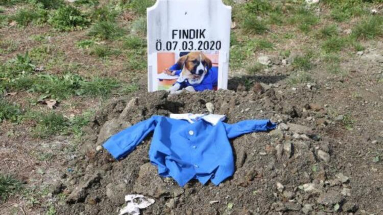 Fındık köpek toprağa verildi...