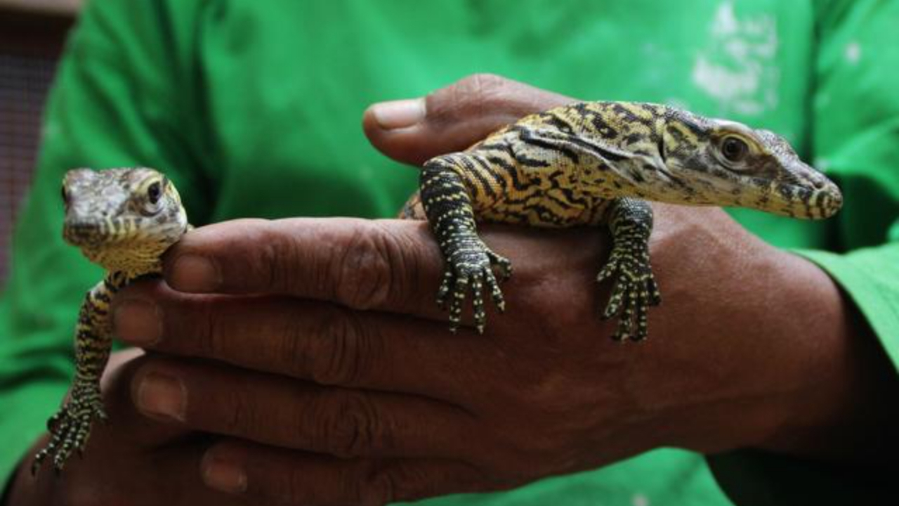Dişi komodo ejderi çiftleşmeden hamile kaldı