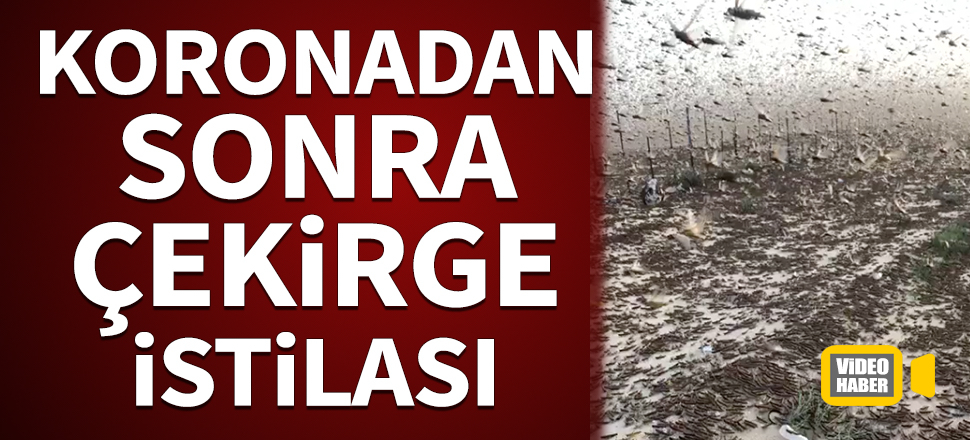 Koronavirüsten sonra çekirge istilası