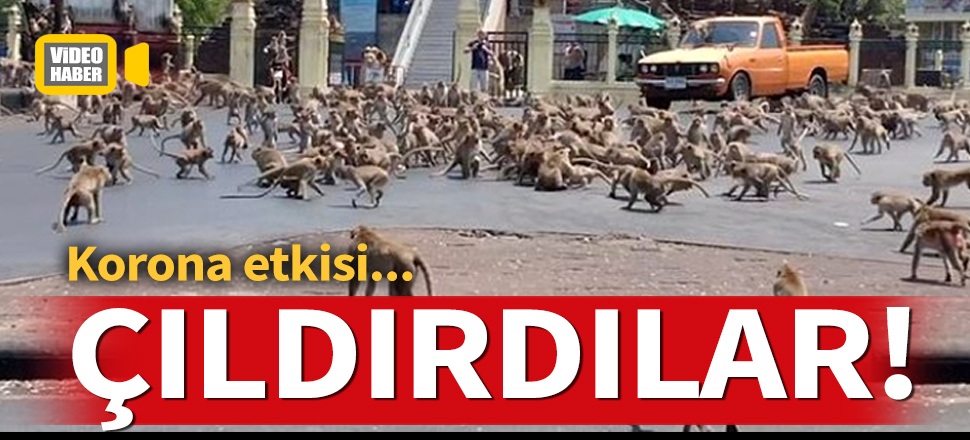 Tayland’da koronavirüs yüzünden boşalan sokakları maymunlar bastı