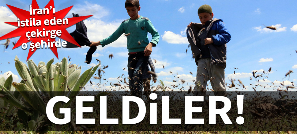 Geldiler! İran'ı istila eden çekirge o şehirde...
