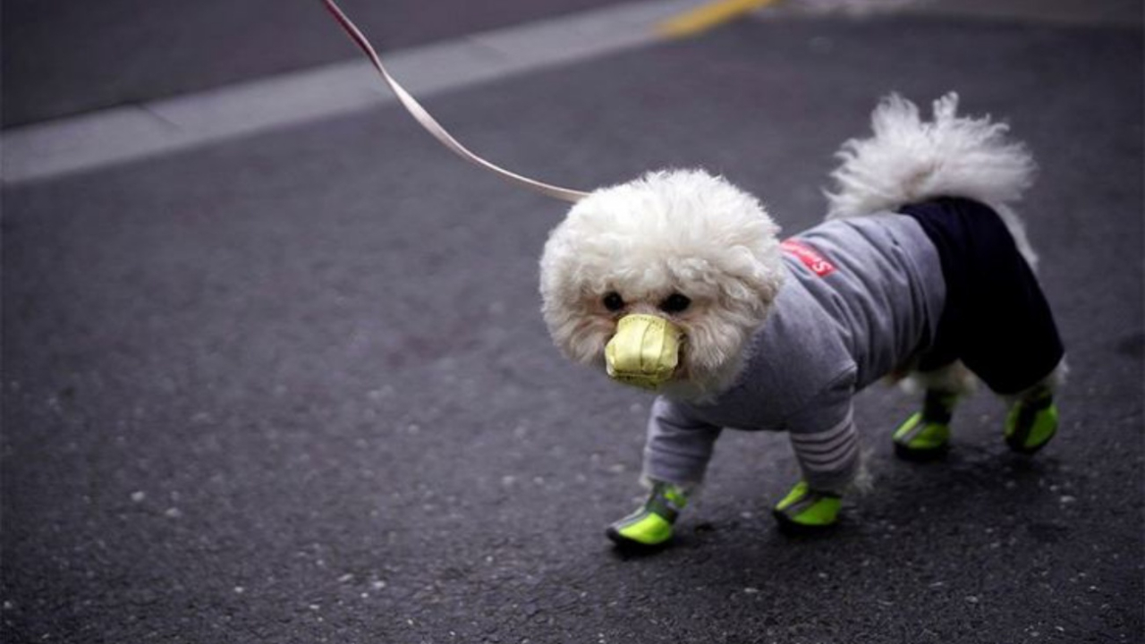 Koronavirüs salgınında ilk köpek ölümü
