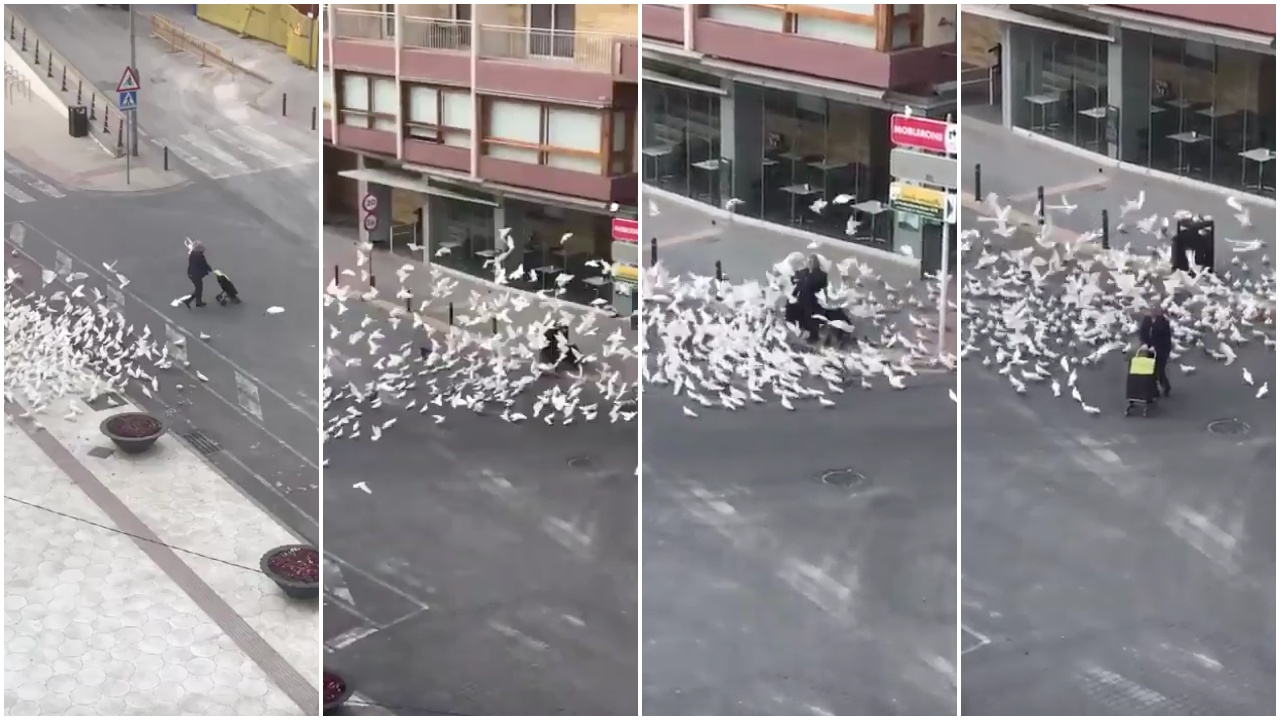 Aç kalan güvercinler sürü halinde şehir merkezinde