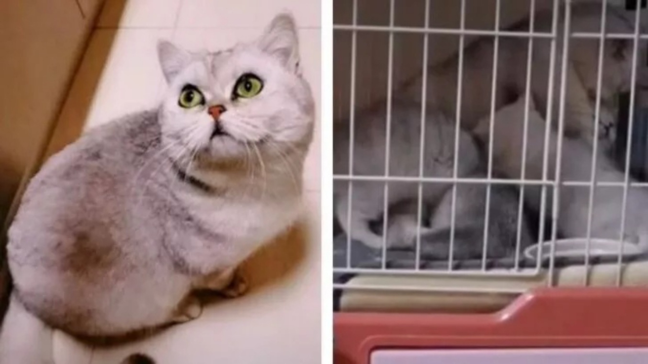 Sahipleri karantinaya alınan kedi 54 gün evde tek başına kaldı! Bakın nasıl hayata tutundu...