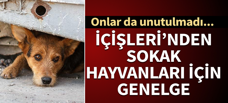 İçişleri Bakanlığı’ndan sokak hayvanları için genelge