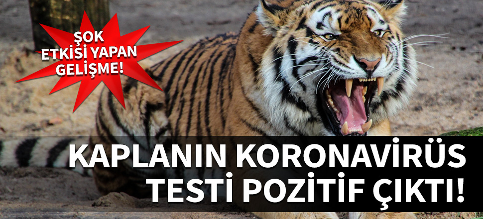 Şok gelişme! Kaplanın Koronavirüs testi pozitif çıktı!