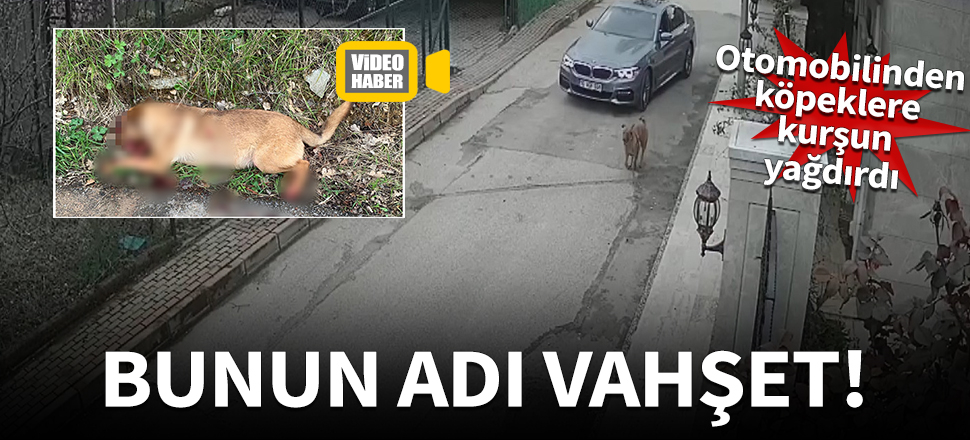 Otomobiliyle kovaladığı köpeklere kurşun yağdırdı