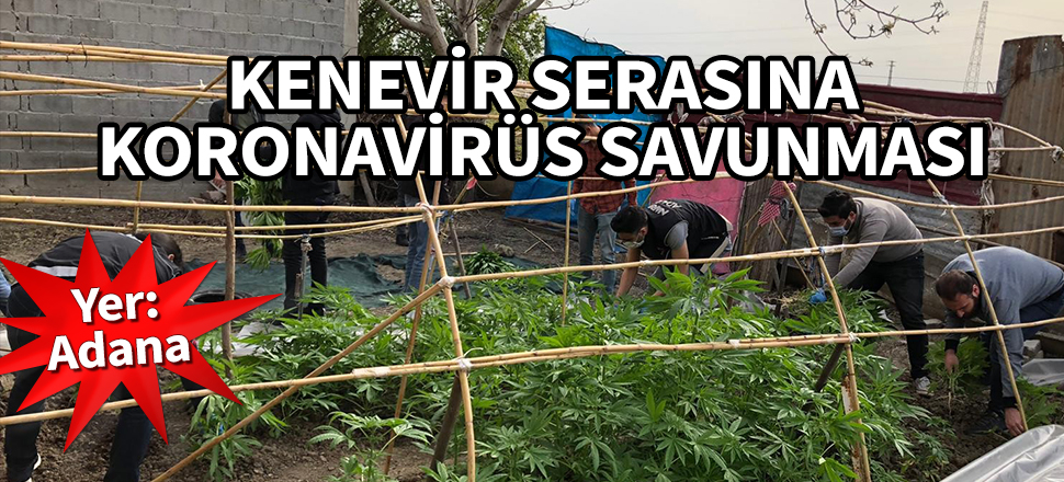 Yer: Adana! Kenevir serasına koronavirüs savunması