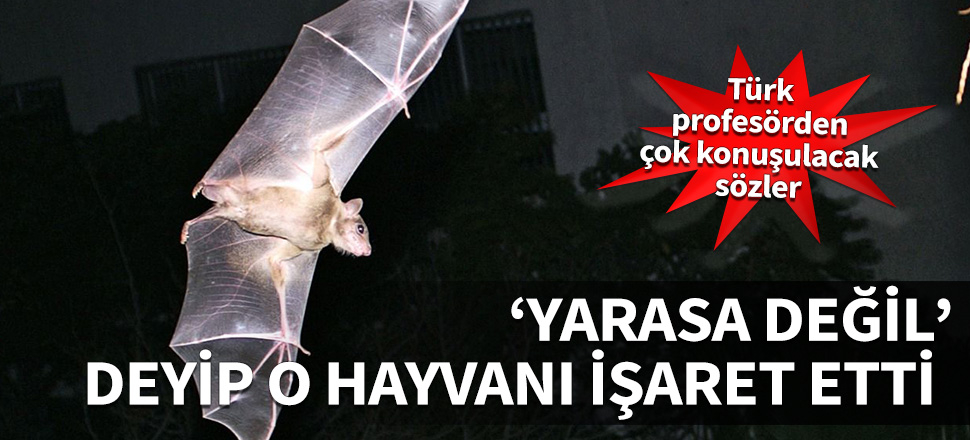 Türk  profesörden çok konuşulacak sözler! 'Yarasa değil' deyip o hayvanı işaret etti