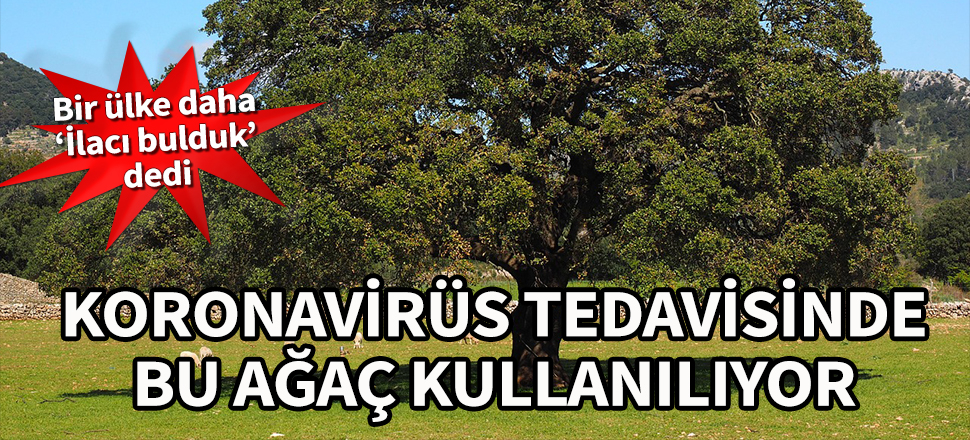 Bir ülke daha ‘İlacı bulduk’ dedi! Bu ağaç kullanılıyor...
