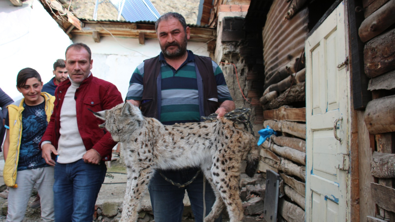 Tavukları öldüren vaşak, uyuşturucu iğneyle yakalandı