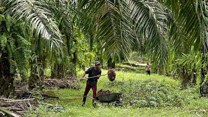 Tüm ürünlere palm yağı incelemesi!