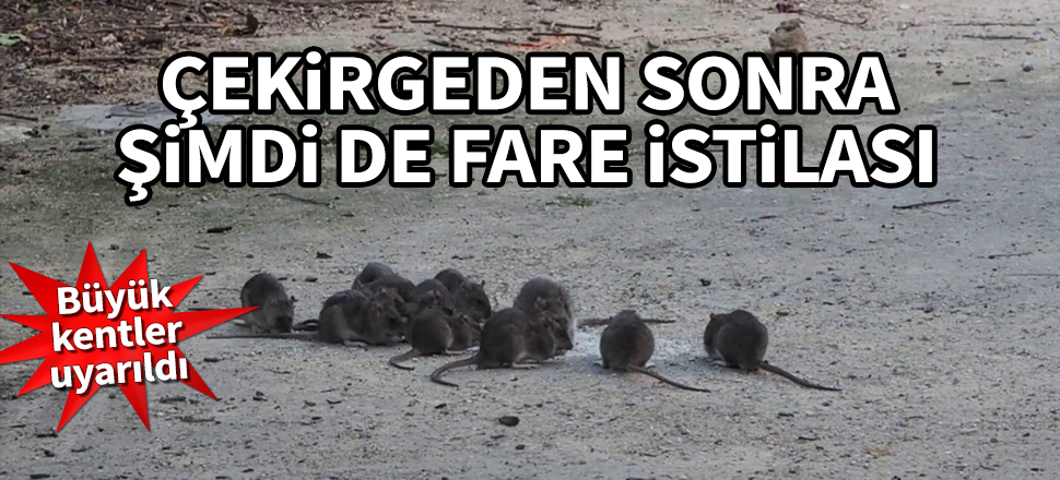 Büyük kentler uyarıldı! Çekirgeden sonra şimdi de fare istilası