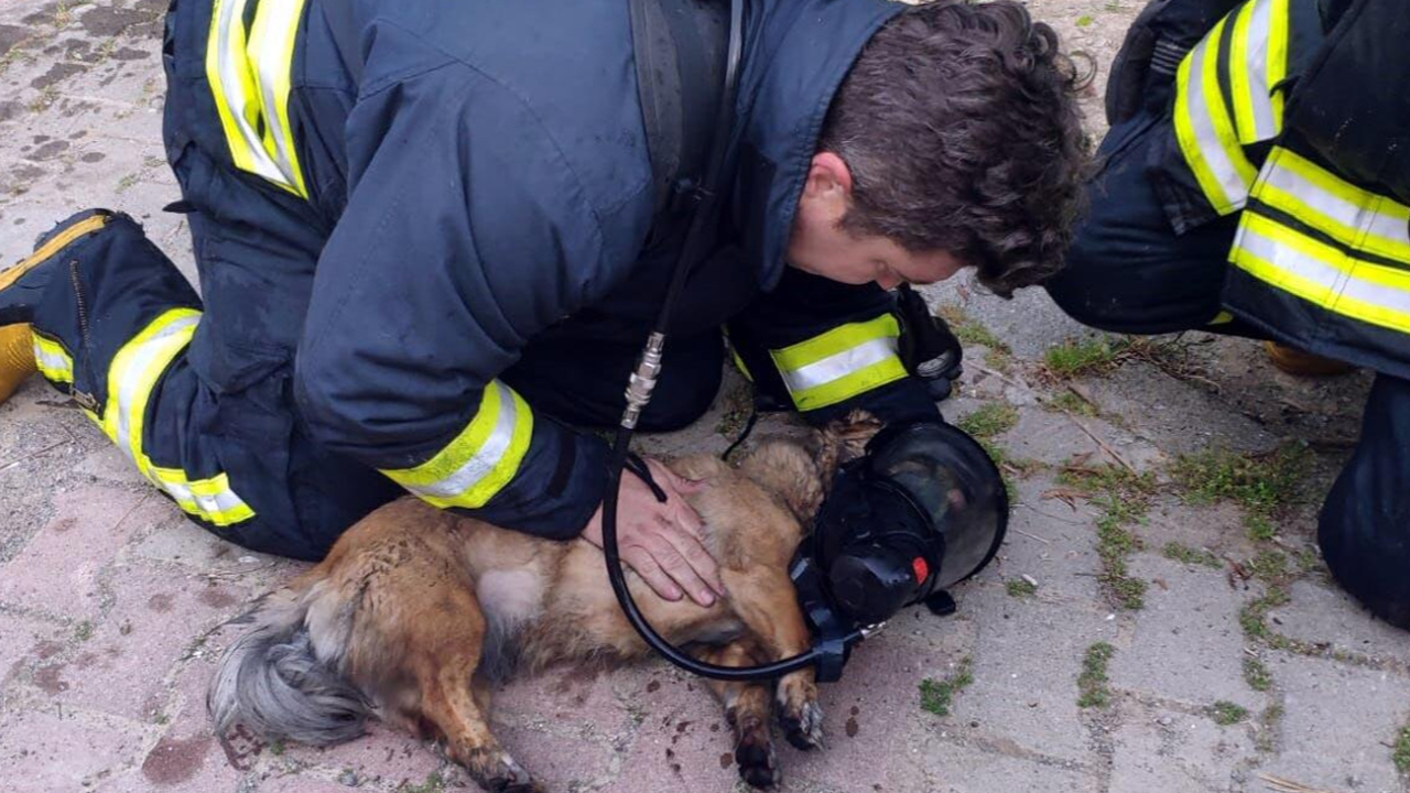 Muğla'da korkutan yangın! İtfaiyeci, kendi oksijen maskesini taktığı köpekleri hayata döndürdü