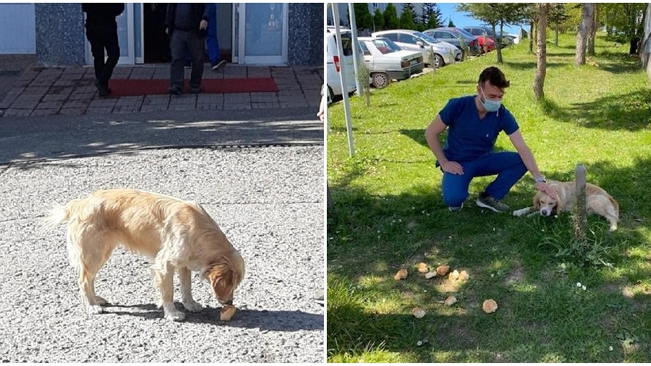 En sadık dostu günlerdir hastane önünde bekliyor!