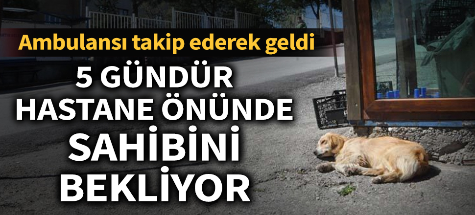 Son dakika... Ambulansı takip ederek geldi! 5 gündür hastane önünde sahibini bekliyor