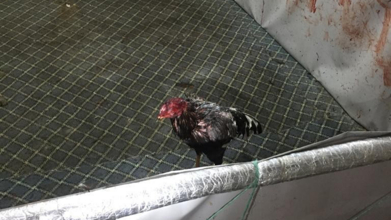 Yozgat'ta horoz dövüşüne baskın: 92 bin 400 lira para cezası