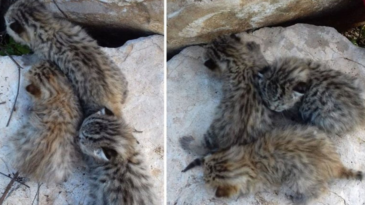 Son dakika... Diyarbakır’da görüldü! Başta leopar zannedildi