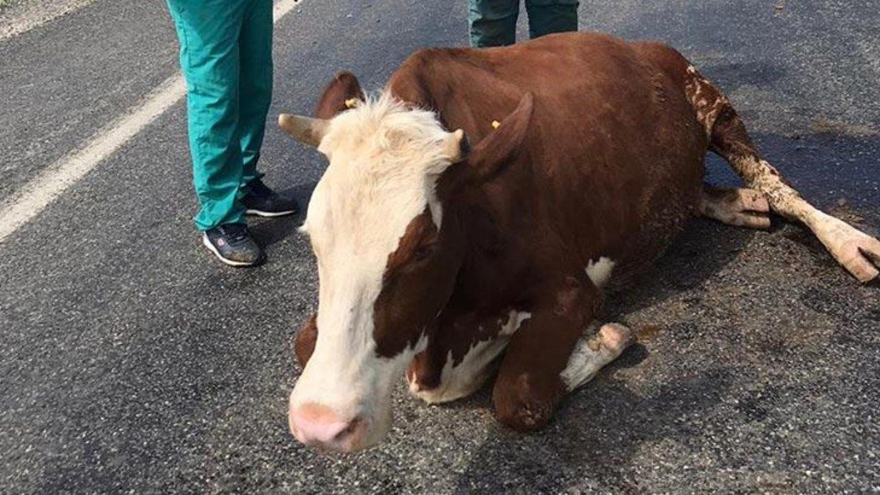 Otomobilin çarptığı inekler, kaza yerinde kesildi