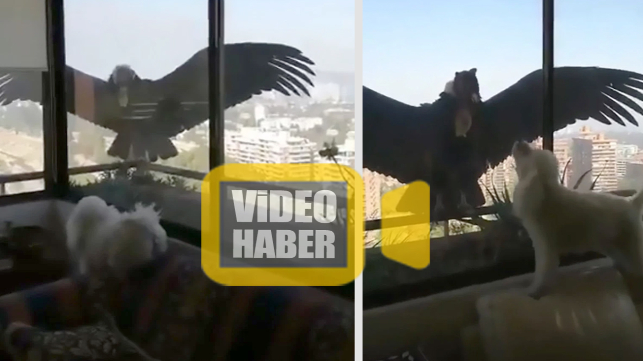 Son dakika... Şili’de aç kalan akbabalar evcil köpeklere üşüştü!