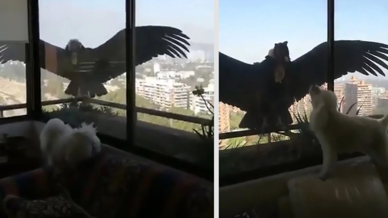 Son dakika... Şili’de aç kalan akbabalar evcil köpeklere üşüştü!