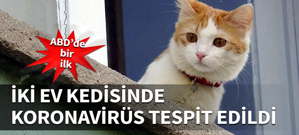 İki ev kedisinde koronavirüs tespit edildi!